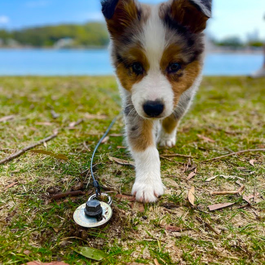 secure_dog_lead_with_drill_in_ground_anchor