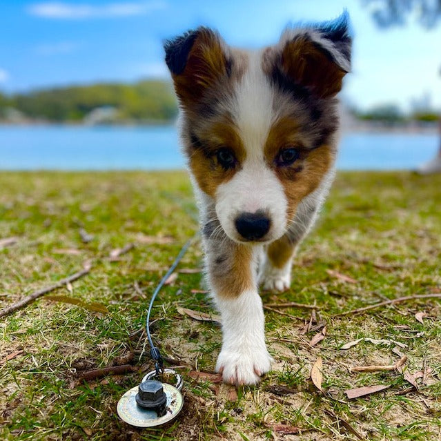 GroundGrabba Tie Down Run Kit Option | Optional add-on to Grounded Paws 5 or 10m