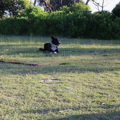 GroundGrabba Tie Down Run Kit Option | Optional add-on to Grounded Paws 5 or 10m