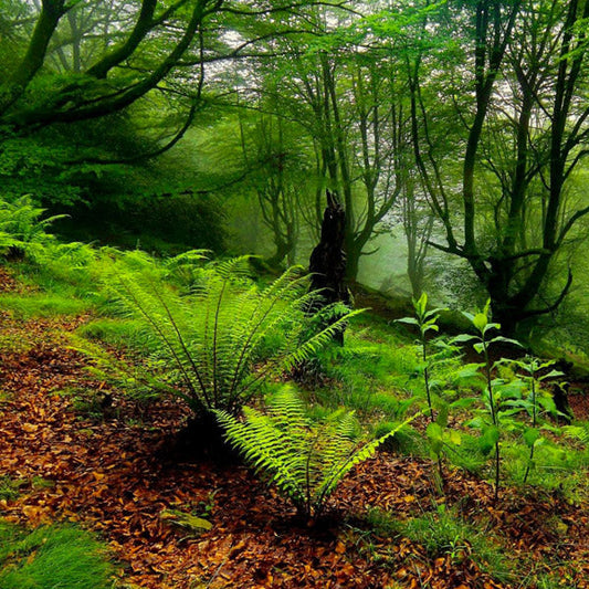 Forest Ground Anchors