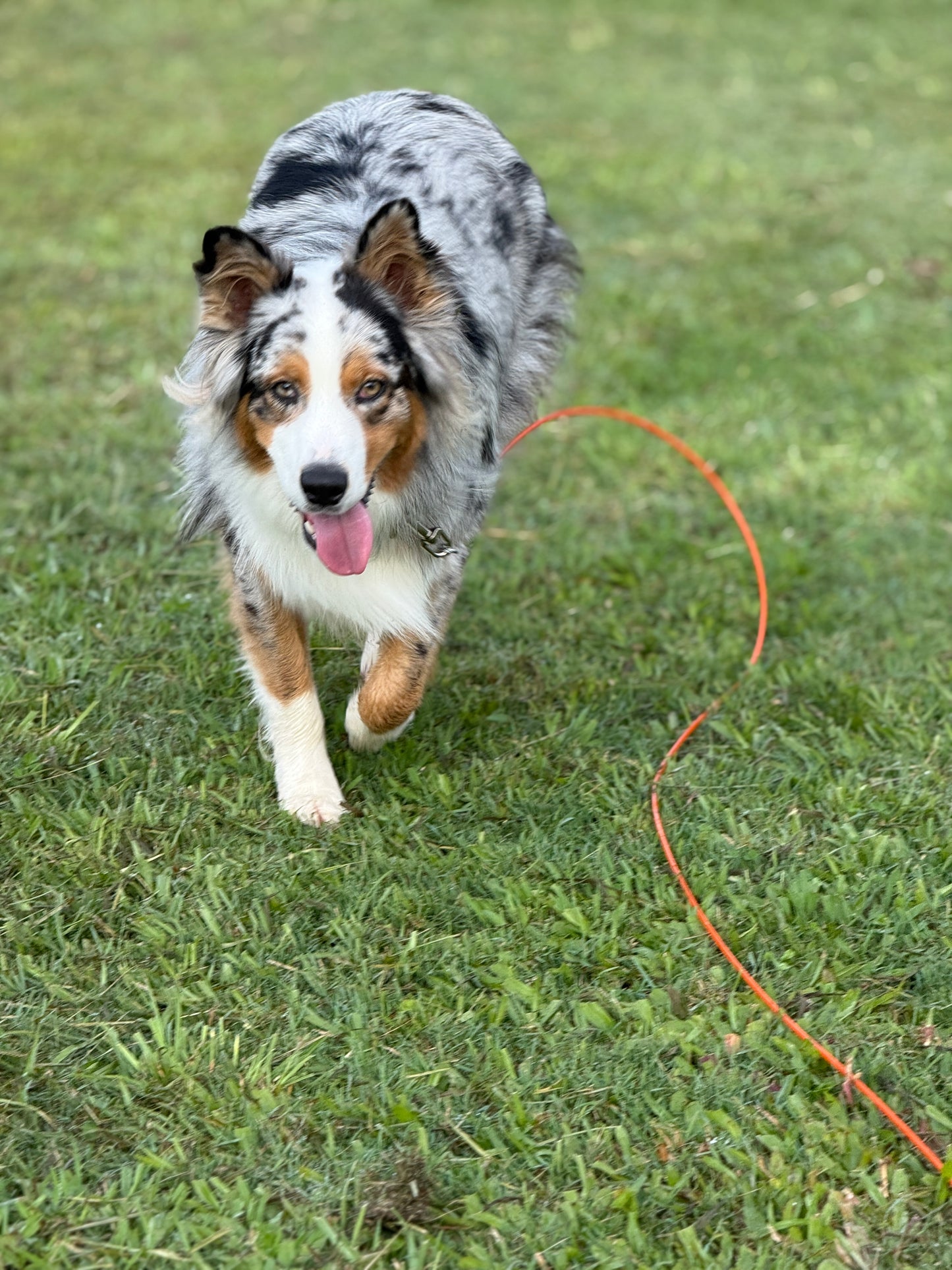 GroundGrabba Grounded Paws Tie Down Kit | Tethering System | Dogs | Cats | Goats | Yowi's | 5 or 10m