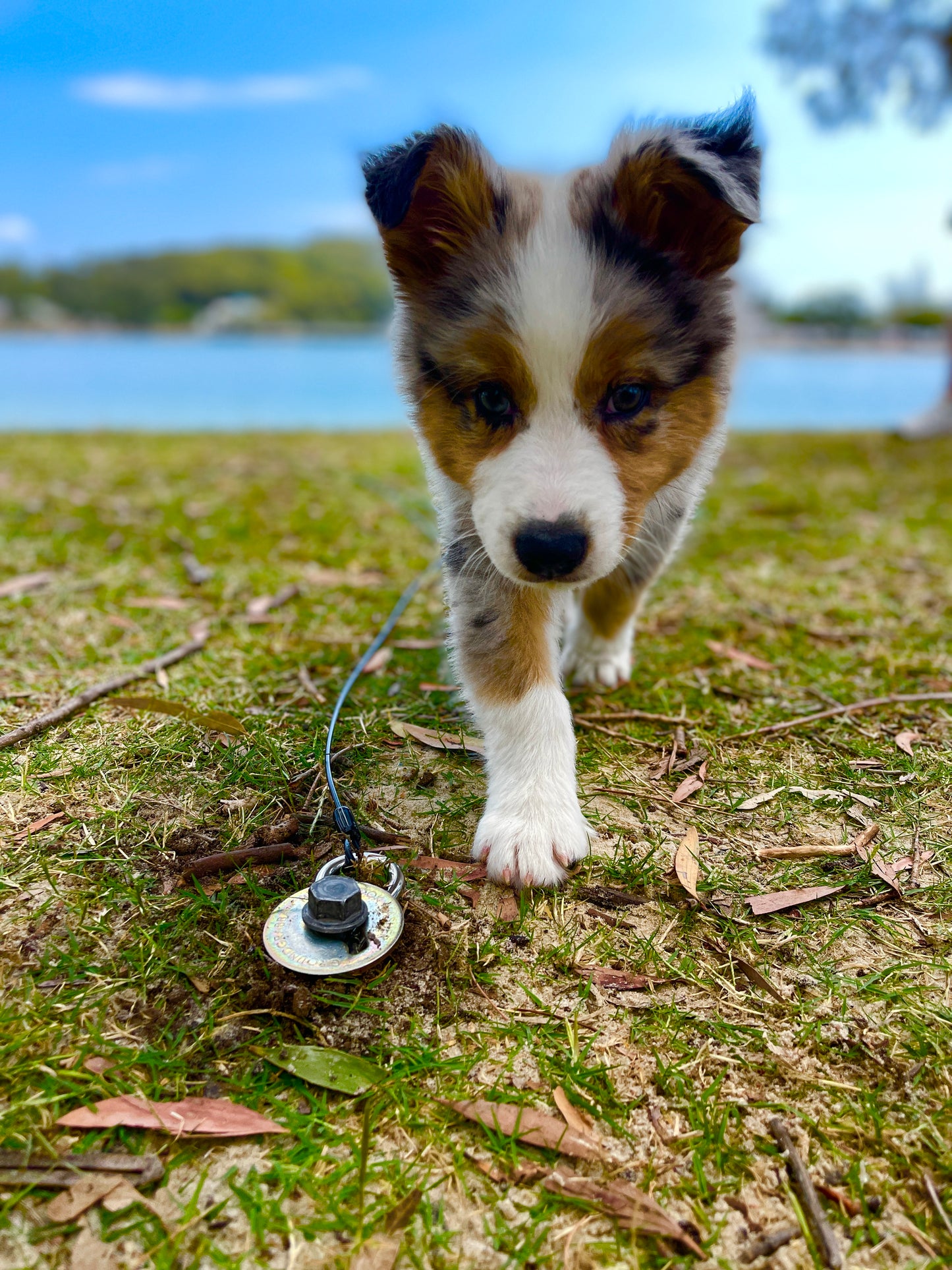 GroundGrabba Grounded Paws Tie Down Kit | Tethering System | Dogs | Cats | Goats | Yowi's | 5 or 10m