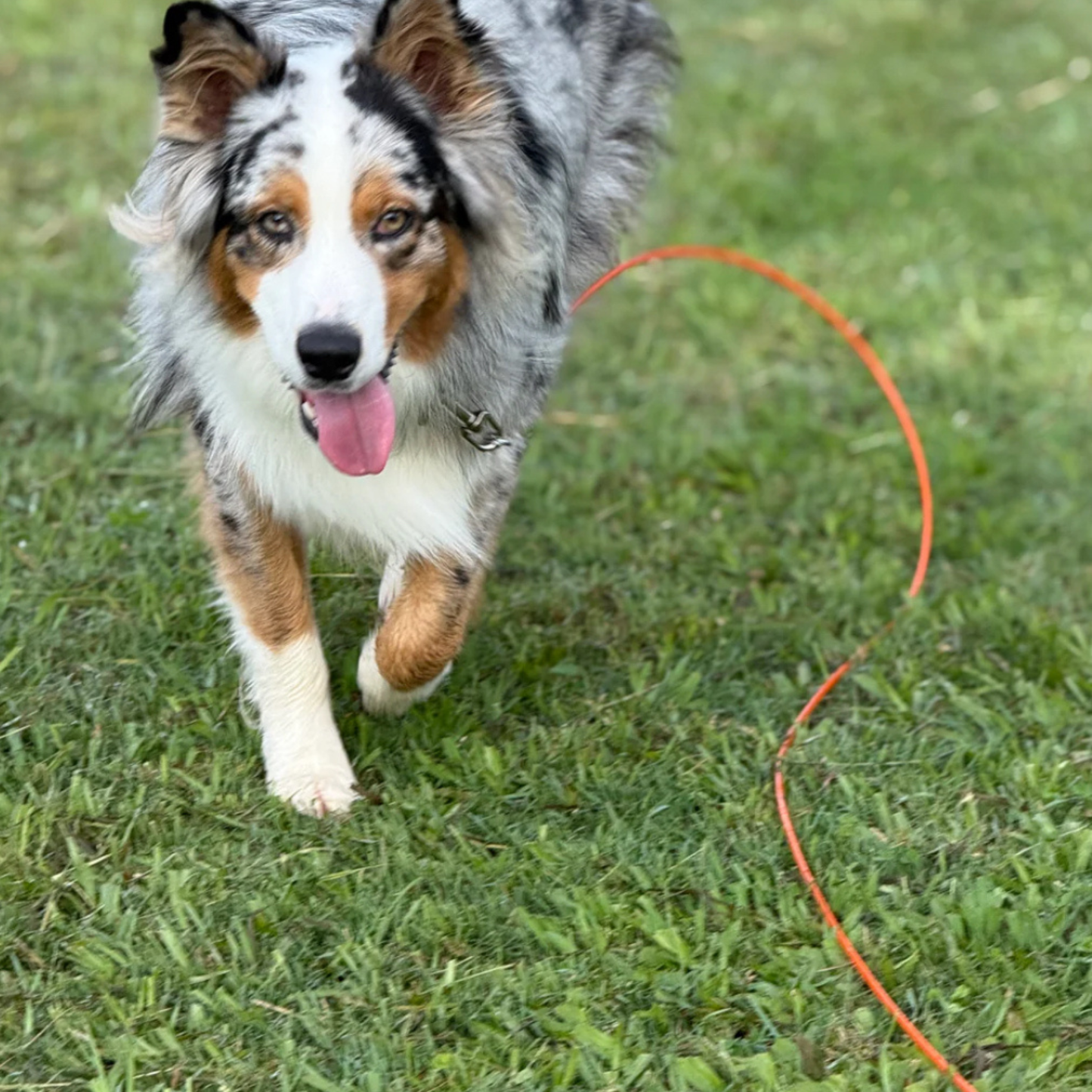 GroundGrabba Grounded Paws Tie Down Kit | Tethering System | Dogs | Cats | Goats | Yowi's | 5 or 10m