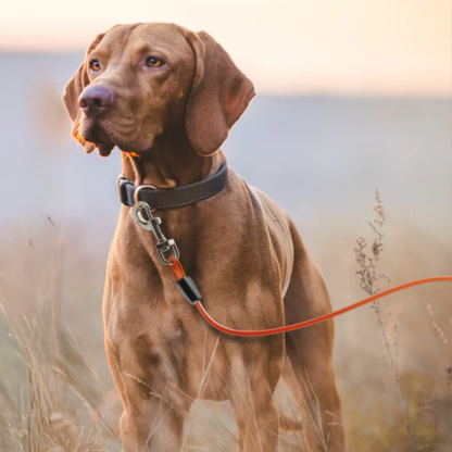 GroundGrabba Grounded Paws Tie Down Kit | Tethering System | Dogs | Cats | Goats | Yowi's | 5 or 10m