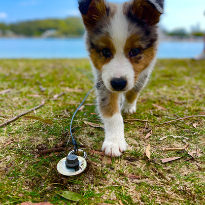 GroundGrabba Grounded Paws Tie Down Kit | Tethering System | Dogs | Cats | Goats | Yowi's | 5 or 10m
