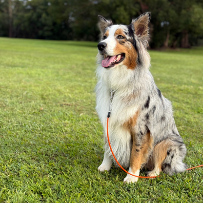 Australian Shepherd dog secured on grass field with bright orange GroundGrabba pet tie-out cable, showing safe and reliable anchoring for pets outdoors