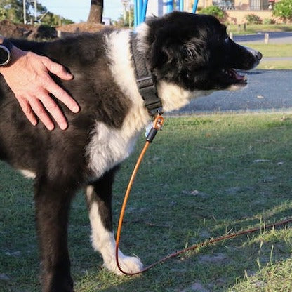 GroundGrabba Grounded Paws Tie Down Kit Tethering System Dogs